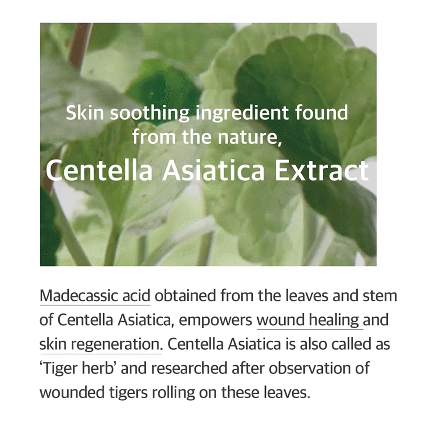No.1 Essence Layering Set (Soondy Centella Asiatica +Galactomyces+Bifida) 3.38Fl.Oz*3Ea 10.14Fl.Oz